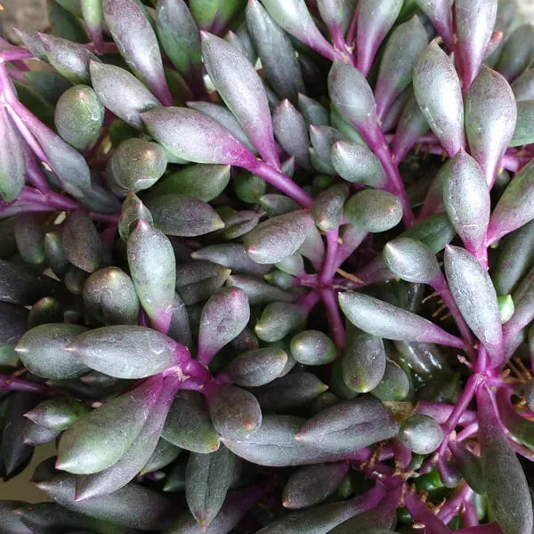 Hanging Succulent 2" Othonna Capensis 'Ruby Necklace' - Rare Ruby-Red Leaves for Indoor & Outdoor Decor