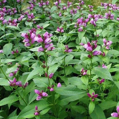 Turtlehead Seeds - 25 Seeds - Chelone obliqua - Perennial Wildflower for Gardens - Pink to White Flowers