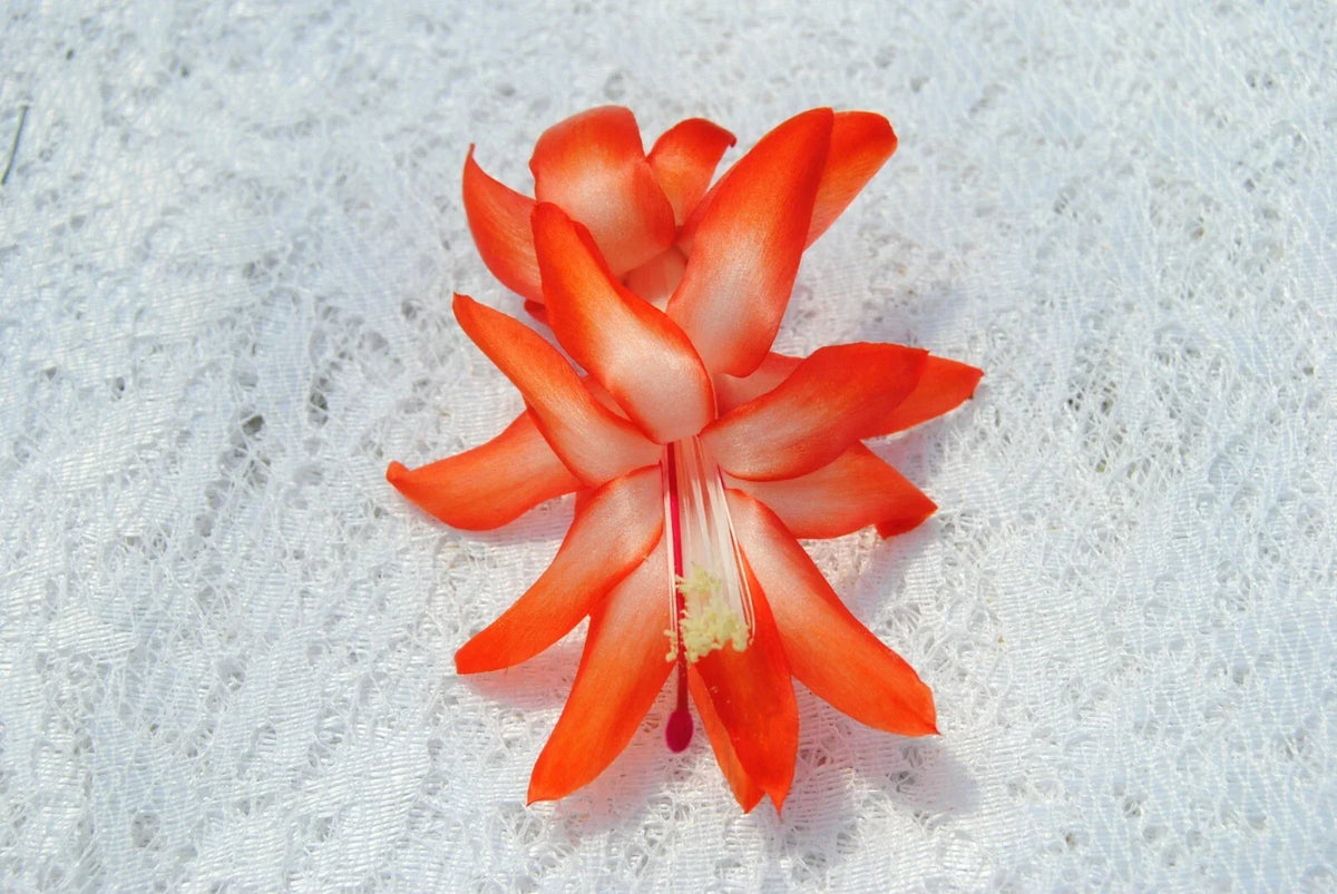Christmas Cactus Starter Plant - Well Rooted Schlumbergera Truncata - Vibrant Indoor Decor Plant for Home or Gifting