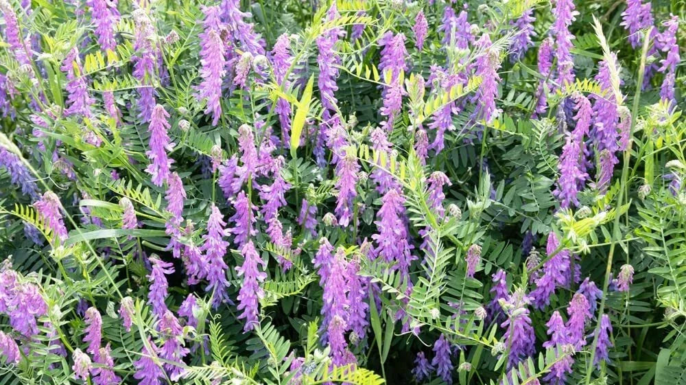 Hairy Vetch Seeds - Organic Cover Crop for Soil Enrichment & Pollinators - Vicia villosa - Perfect for Sustainable Gardening