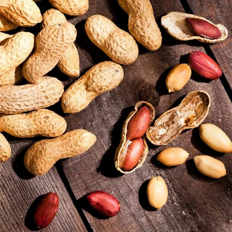 Jumbo Peanut Seeds - Treated No-Shell Nut Seed - Bailey Virginia Variety - Arachis hypogaea - 50 Count Pack for 2025 Planting