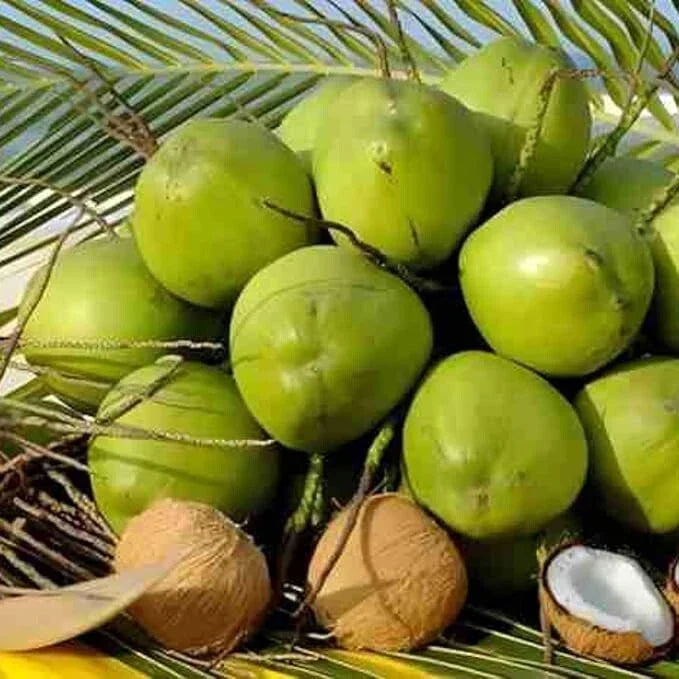 Dwarf Green Malayan Coconut Plant 6–8” Tall - Fresh Sprouted Seedling Cocos nucifera 'Malayan Dwarf' - Rare Tropical Indoor/Outdoor Plant