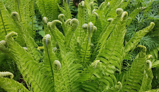 Fiddlehead Fern Plants - Buy 1 Get 1 Free - Large Green Ferns - Matteuccia struthiopteris