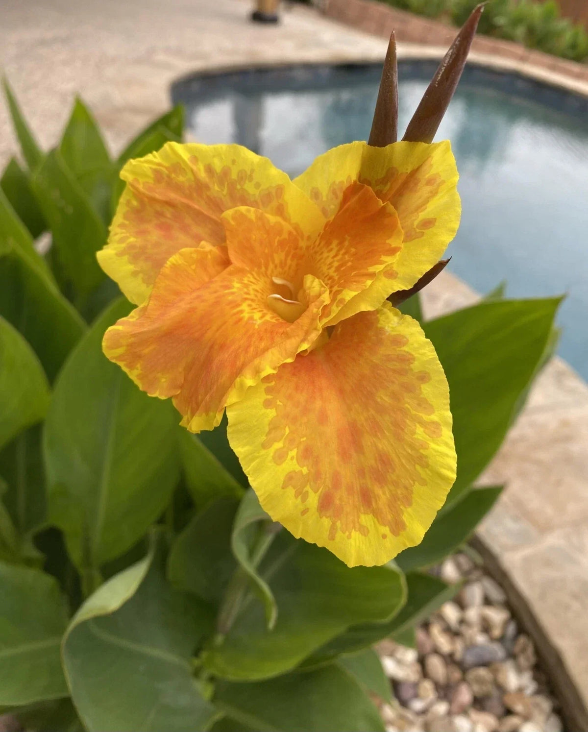 Canna Lily Plant Starter - Yellow & Orange - Canna indica - Tropical Flowering Plant for Gardens and Landscapes