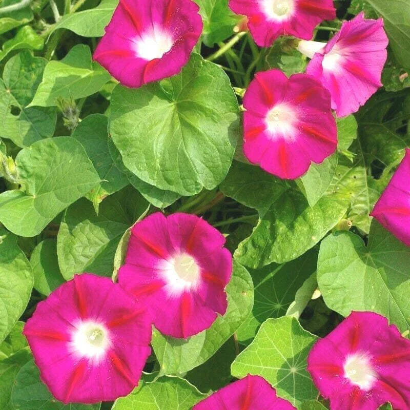 Red Morning Glory Flower Seeds - 41+ Climbing Vine - Ipomoea coccinea - Vibrant Red Blooms for Garden & Trellis