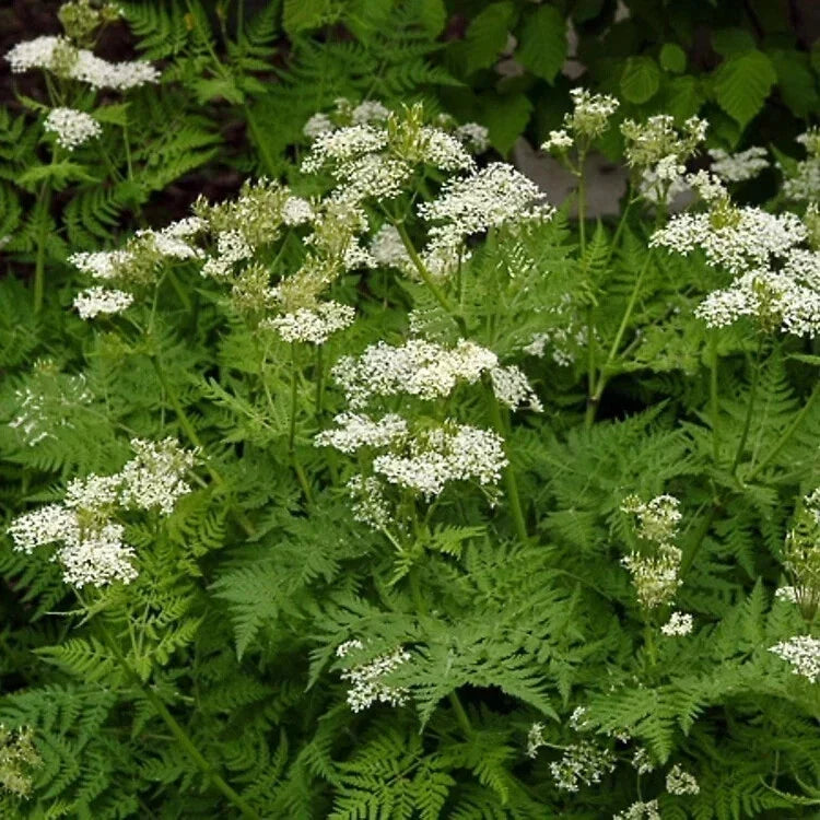 Anise Seeds - 1000 Non-GMO Seeds - Pimpinella anisum - Aromatic Culinary Herb for Gardening and Cooking