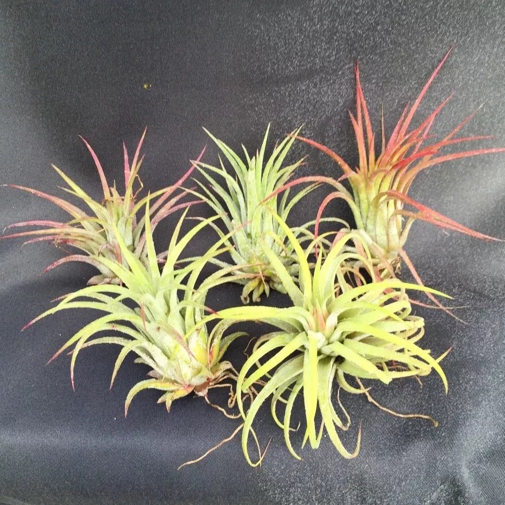 Tillandsia Ionantha Air Plants Set of 5 - Blushing Bride Bromeliads - Easy Care, Low Maintenance Indoor Decor