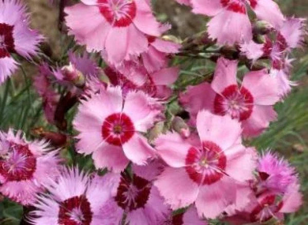 Cottage Pinks Seeds - 50 Fresh Seeds - Dianthus plumarius - Perennial Flower Seeds for Garden and Borders