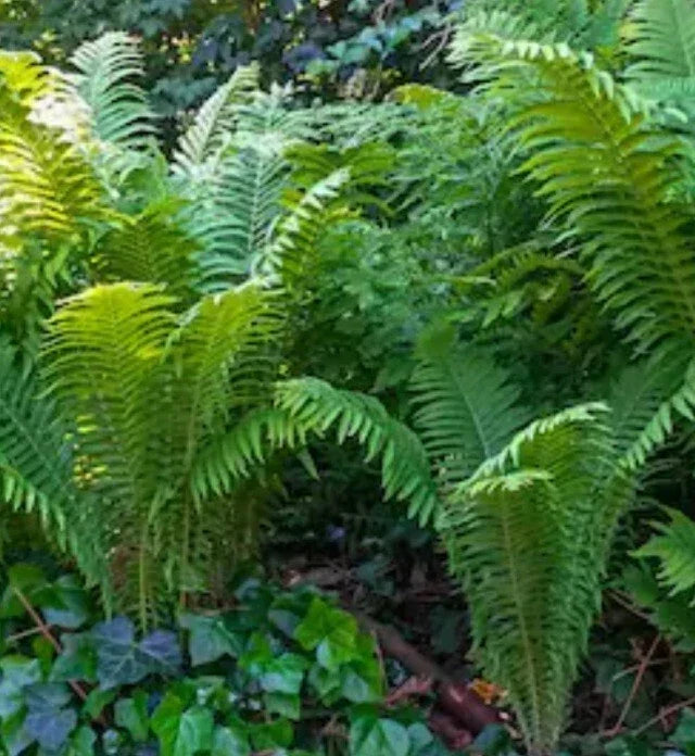 Ostrich Fern Plant - Bare Root - Vibrant Green Perennial - Matteuccia struthiopteris - Ideal for Shade Gardens - Single Pack
