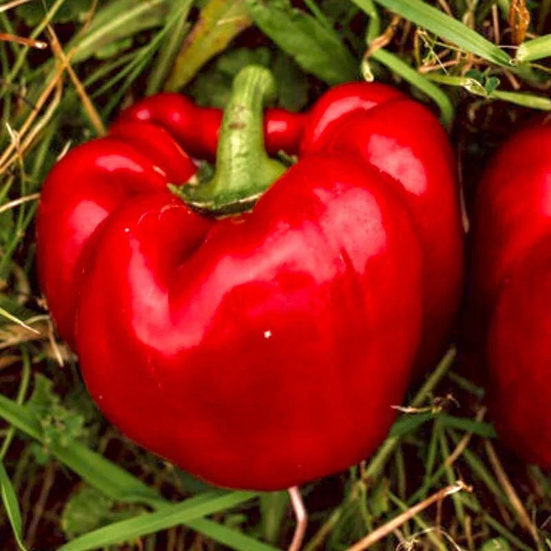 Sweet Big Red Pepper Seeds - 30+ Non-GMO Heirloom Capsicum annuum for Home Gardening