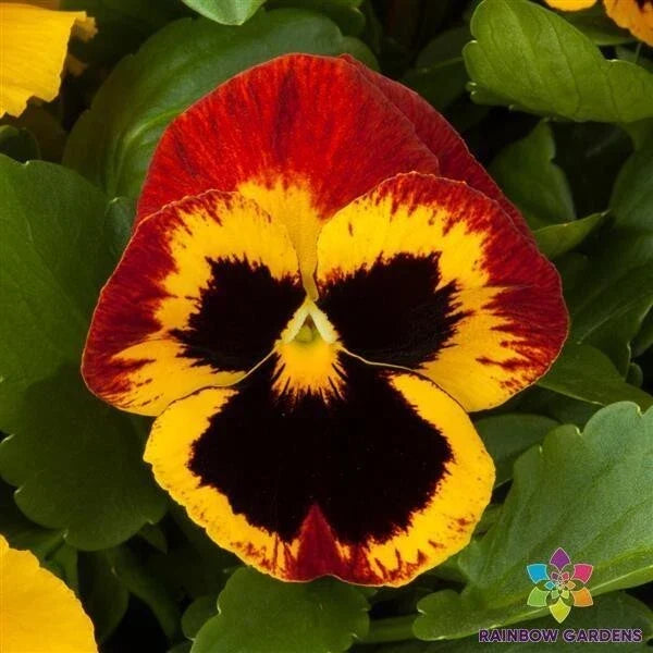 Pansy Seeds - 200+ Premium Majestic Giants Fire Blotch Viola tricolor var. hortensis - Vibrant Garden Blooms, Easy to Grow