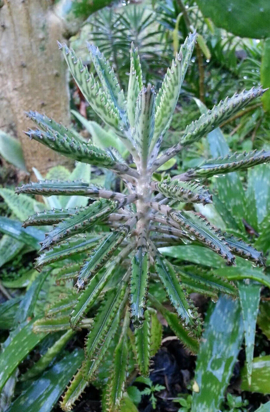 Live Potted Succulent Plant - 2" Bryophyllum Houghtonii - Houghton’s Kalanchoe - Easy Care Indoor Houseplant