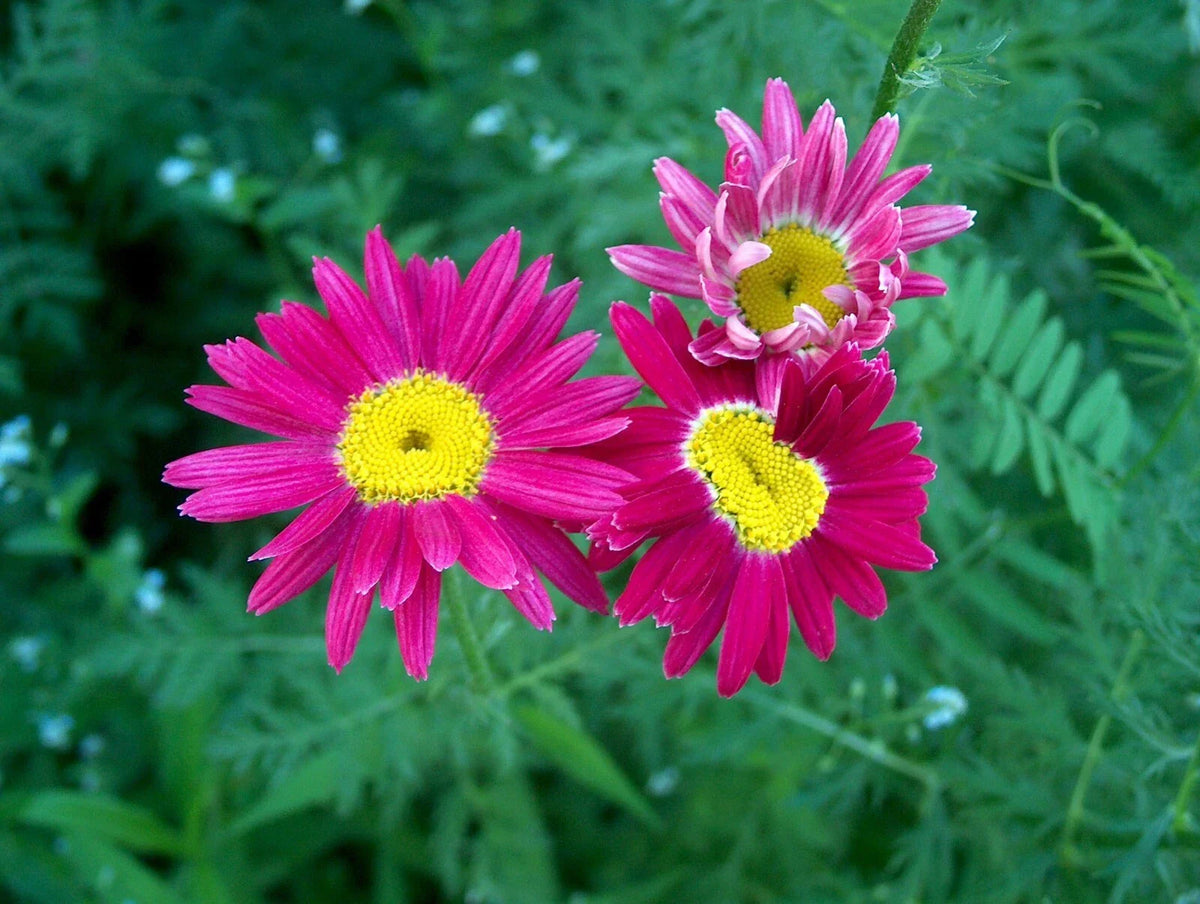 Bright Pink Painted Daisy Seeds - 200+ Count for Garden Planting - Bellis perennis - Easy to Grow, Attracts Pollinators