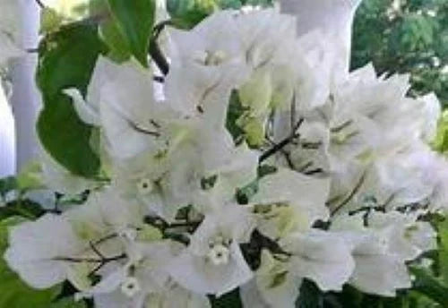 Bougainvillea Starter Plant - Rijnstar White - Well Rooted Plug Plant - Bougainvillea glabra 'Rijnstar White' - Garden or Pot