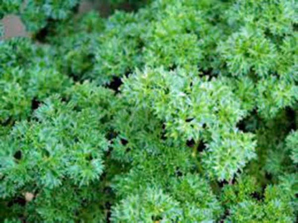 Heirloom Triple Curled Parsley Seeds - Non-GMO, 25+ Seeds, Petroselinum crispum, Culinary Herb Gardening Supplies