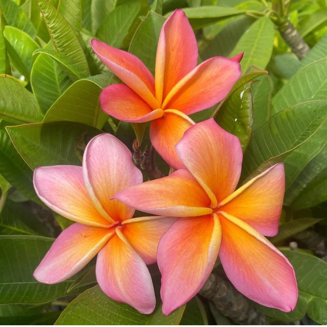 Rooted Plumeria Cutting 14" Gladys KT Brandt Tropical Flowering Plant Plumeria spp. - Fragrant Blooms for Indoor/Outdoor Garden