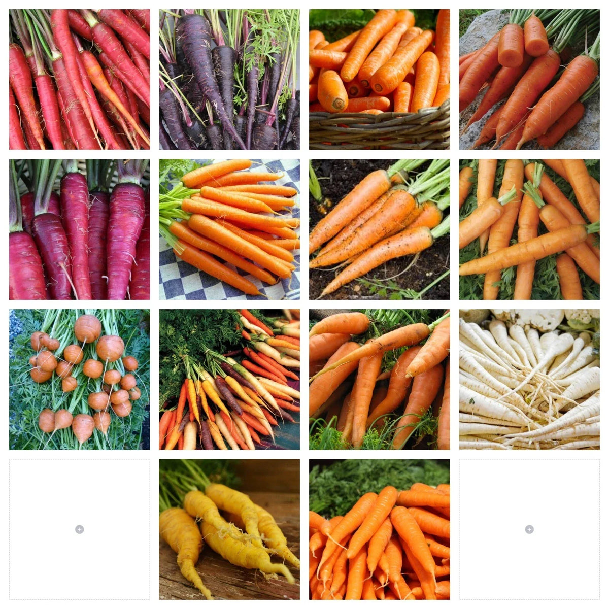 Carrot Seeds Collection - 14 NON-GMO Varieties - Heirloom Organic Vegetable Gardening Seeds - Daucus carota