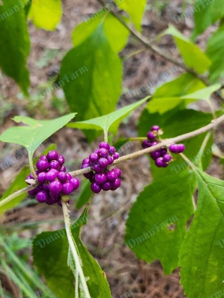 Fresh Cuttings Beauty Berry Bush 12 Premium Cuttings Purple Callicarpa Americana for Easy Propagation and Garden Color