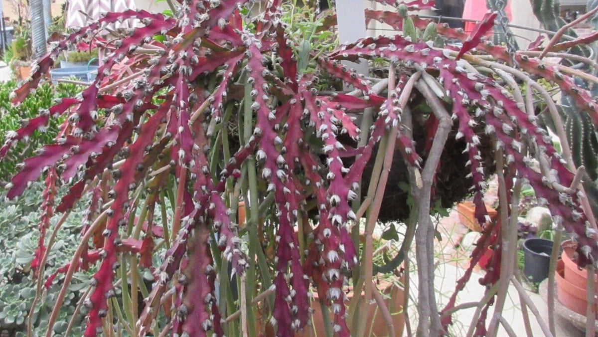 Rhipsalis Cactus Cuttings 10" Long Red Clone Lepismium Cruciforme Succulent Plant - Unique Indoor Hanging Decor