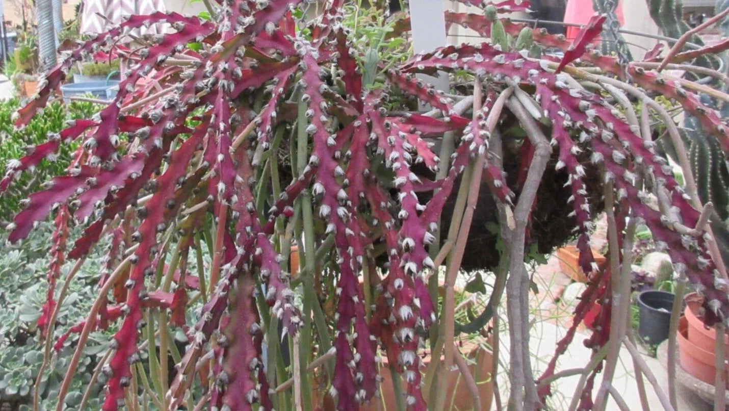 Rhipsalis Cactus Cuttings 10" Long Red Clone Lepismium Cruciforme Succulent Plant - Unique Indoor Hanging Decor