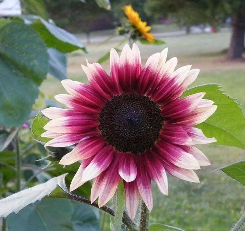 Cherry Rose Sunflower Seeds - 25 Perennial Flower Seeds - Helianthus annuus - Vibrant Blooms for Garden Beautification