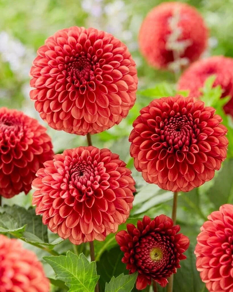 Dahlia Ball Tubers for Planting - One Tubers - Vibrant Blooms - Dahlia pinnata - Ideal for Garden Beds, Borders, Containers