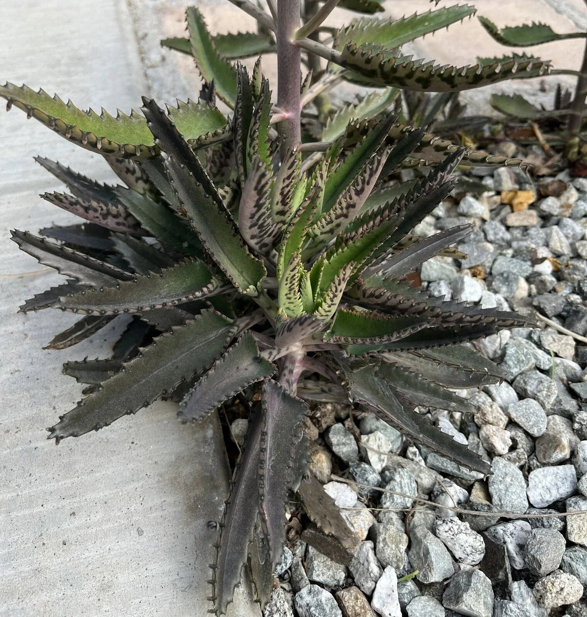 Fully Rooted Live Succulent - Mother of Thousands Kalanchoe daigremontiana - Unique Indoor/Outdoor Cactus Plant