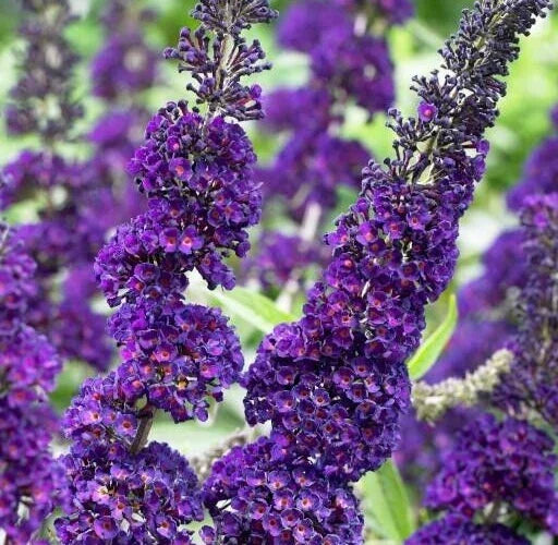 Buddleja Davidii 6" Purple Butterfly Bush Unrooted Cuttings - 7-Pack Live Flower Plant for Garden