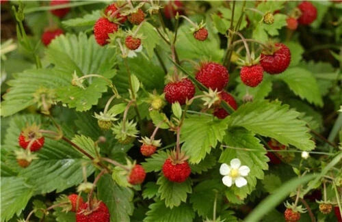 Alpine Strawberry Seeds 100 Pack White Flower Fragaria Vesca Easy Grow Sweet Berries Home Garden