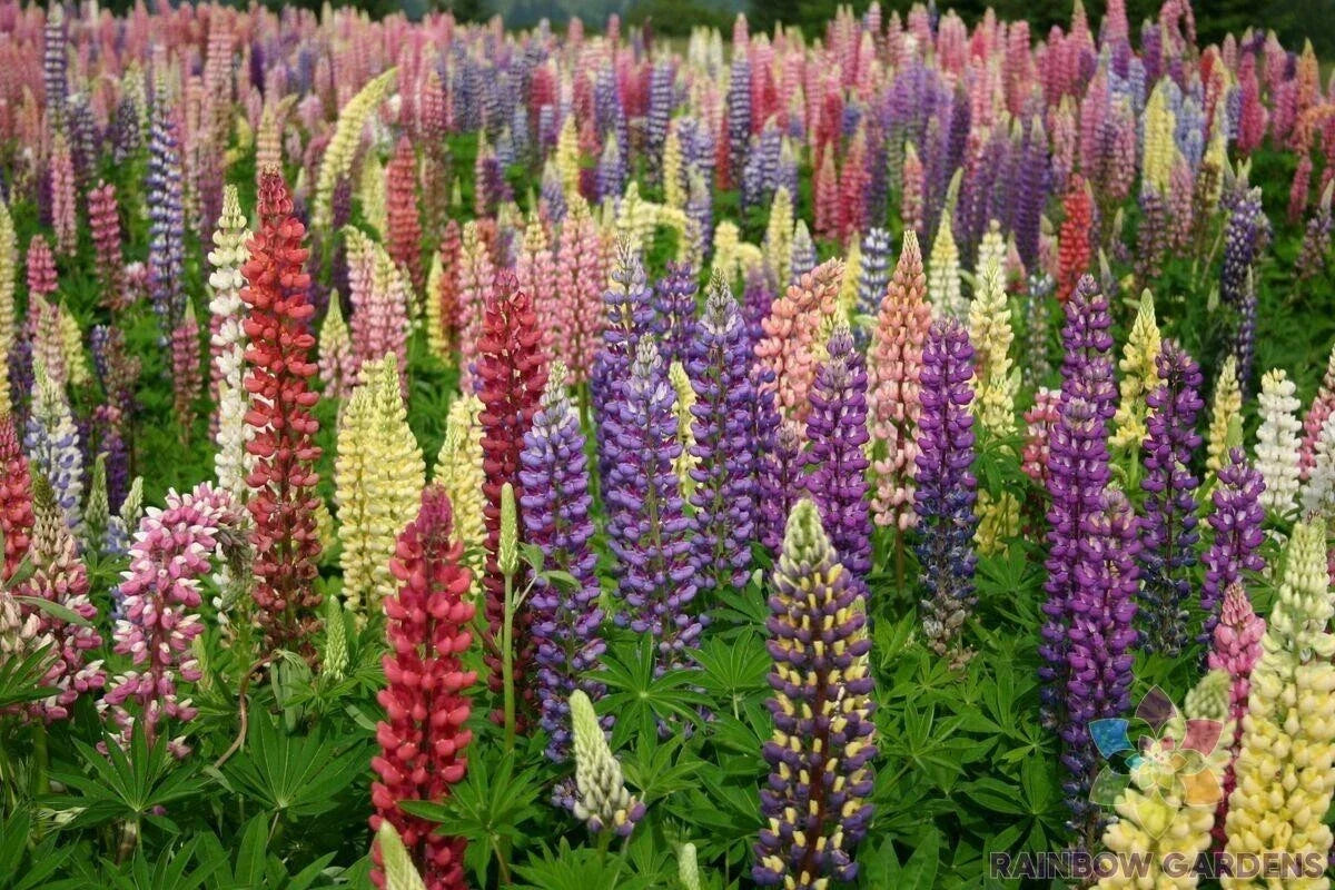 Lupine Seeds - 25+ Loopy Mix - Vibrant Colors - Lupinus polyphyllus - Non-GMO Garden Planting - USA Shipping