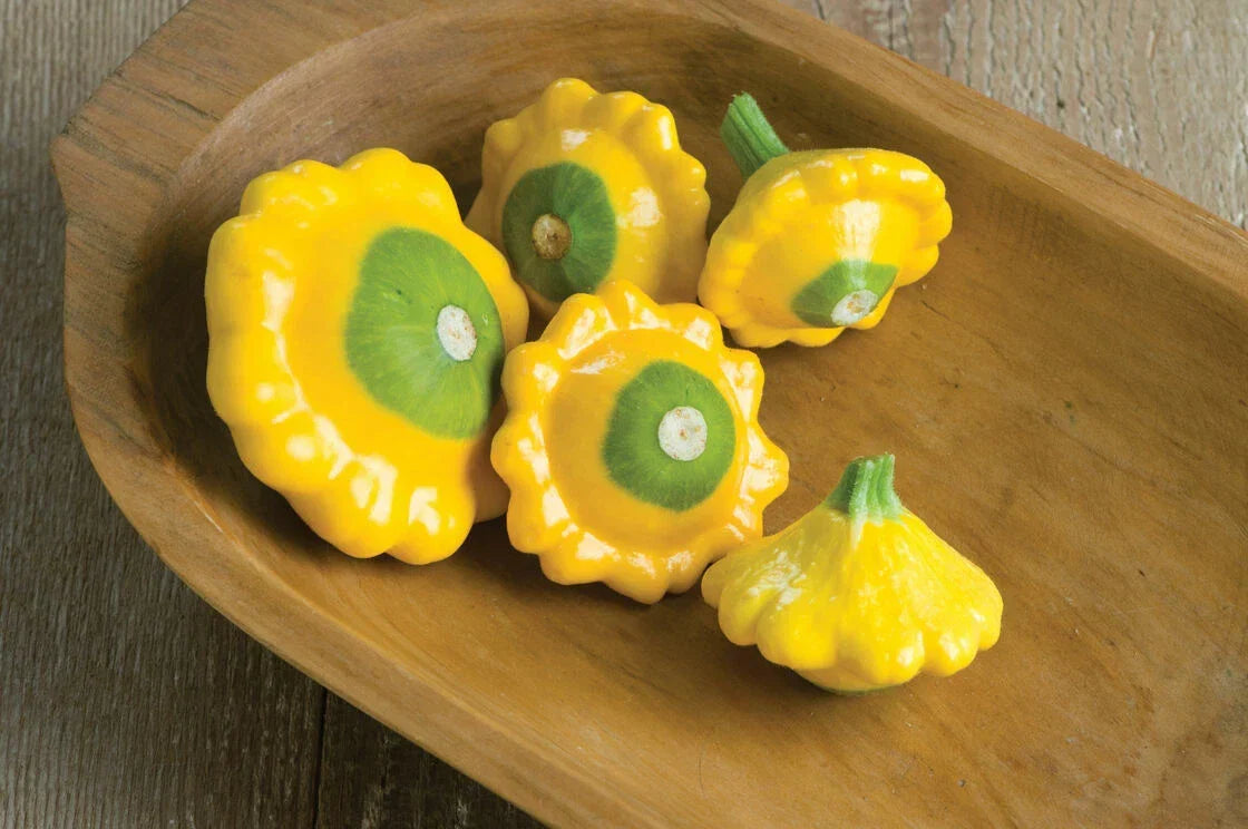 Patty Pan Squash Seeds 10 Pack Y-Star Heirloom Cucurbita pepo for Home Gardening Vegetable Garden Container