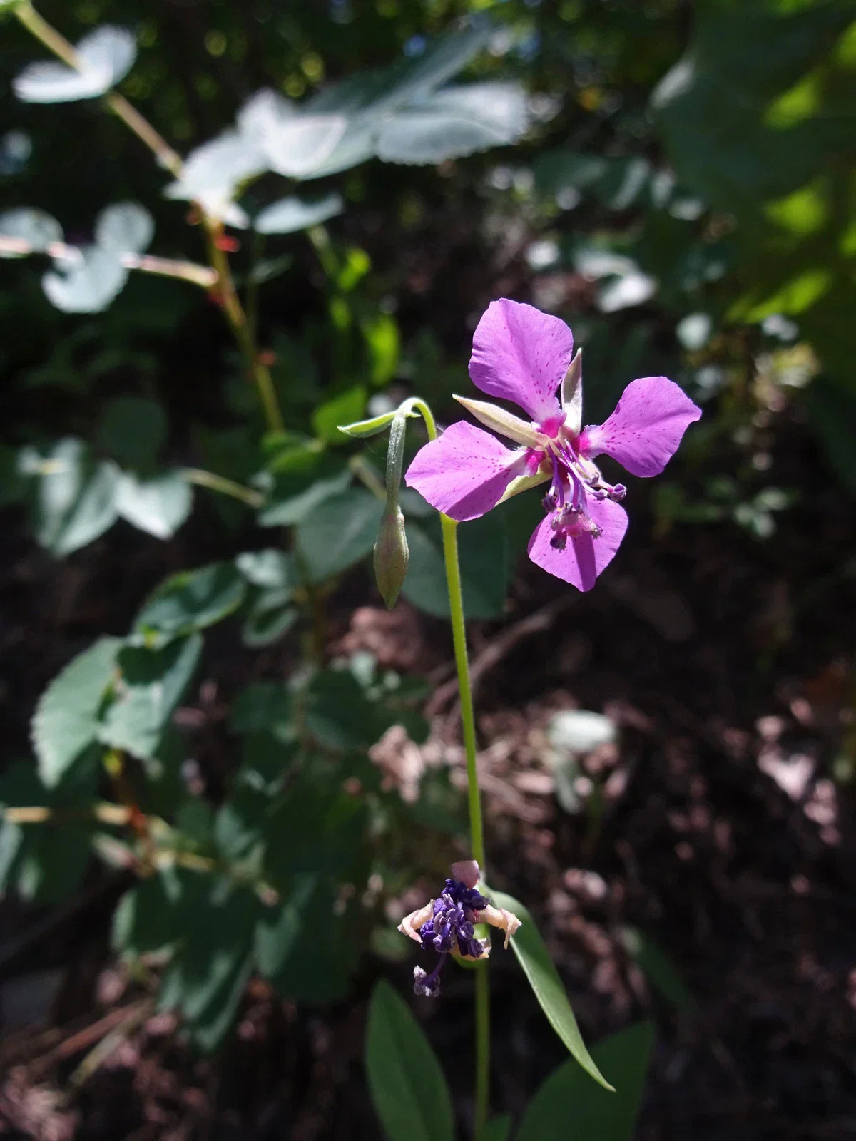 Deerhorn Clarkia Seeds | 200 Non-GMO Wildflower Seeds | Clarkia rhomboidea | Easy to Grow Pollinator-Friendly Garden Seeds
