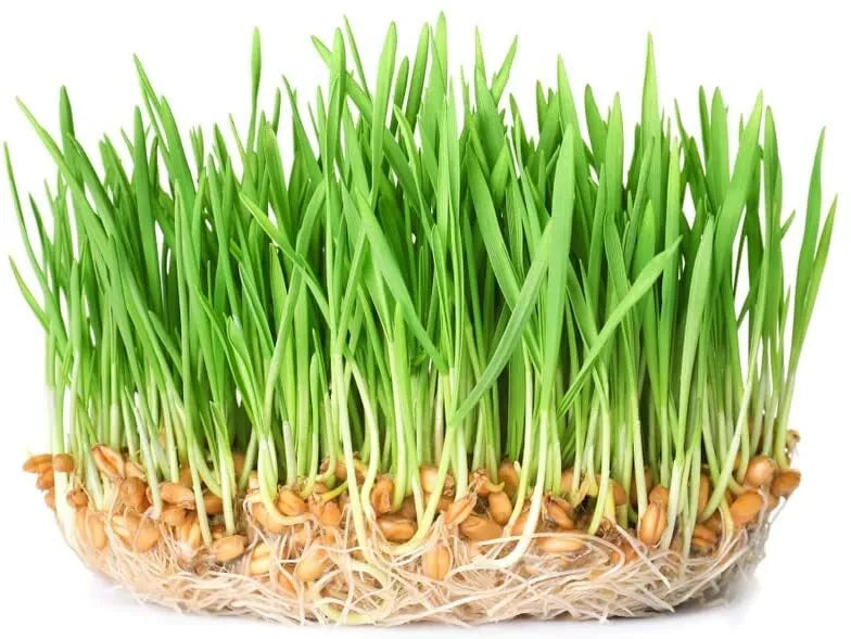 Wheatgrass Sprout Seeds 500 Count - Organic Non-GMO Triticum aestivum - Easy to Grow for Juices & Smoothies