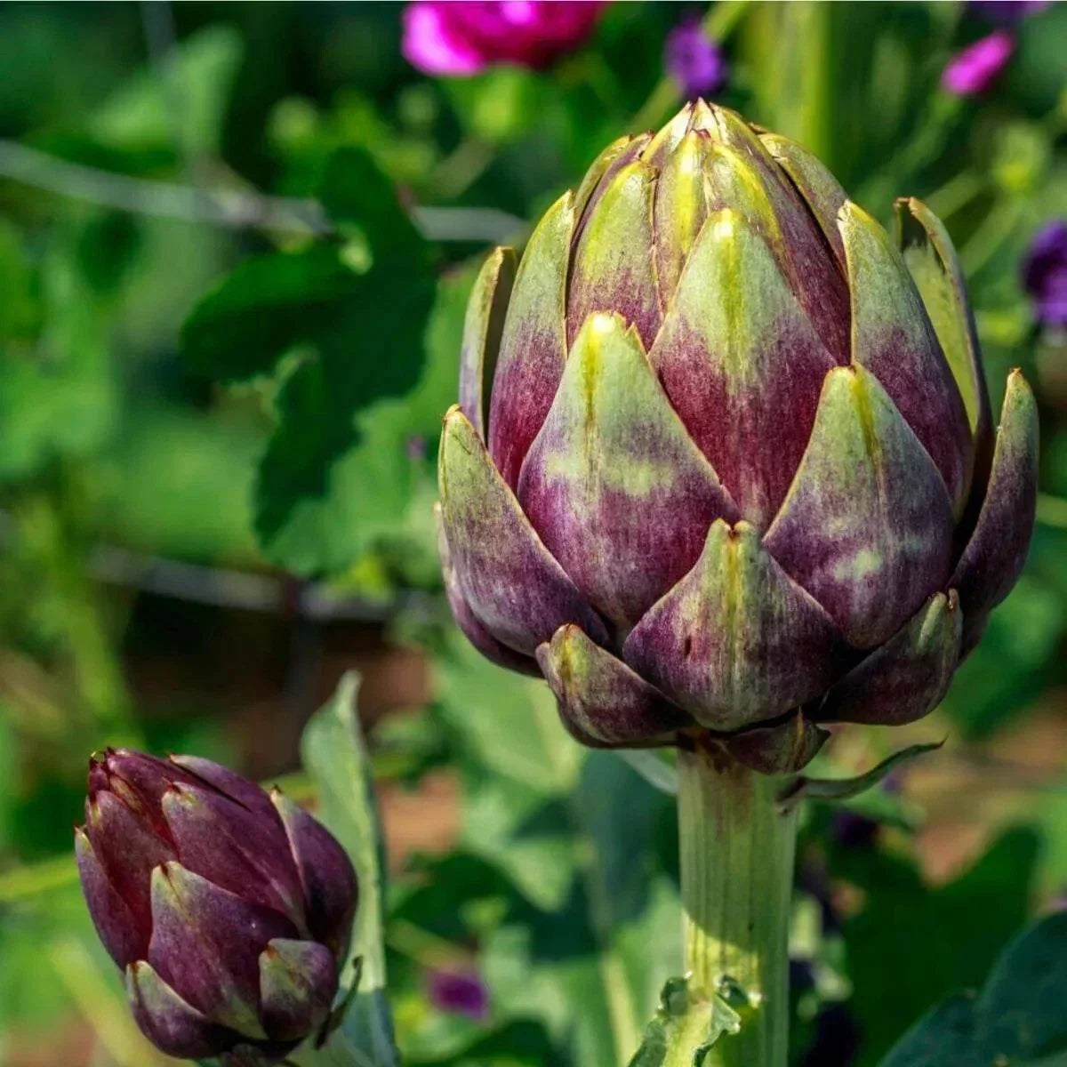 Purple Romagna Artichoke Seeds, NON-GMO Heirloom, Carciofo di Romagna, Cynara scolymus, Gourmet Vegetable Gardening