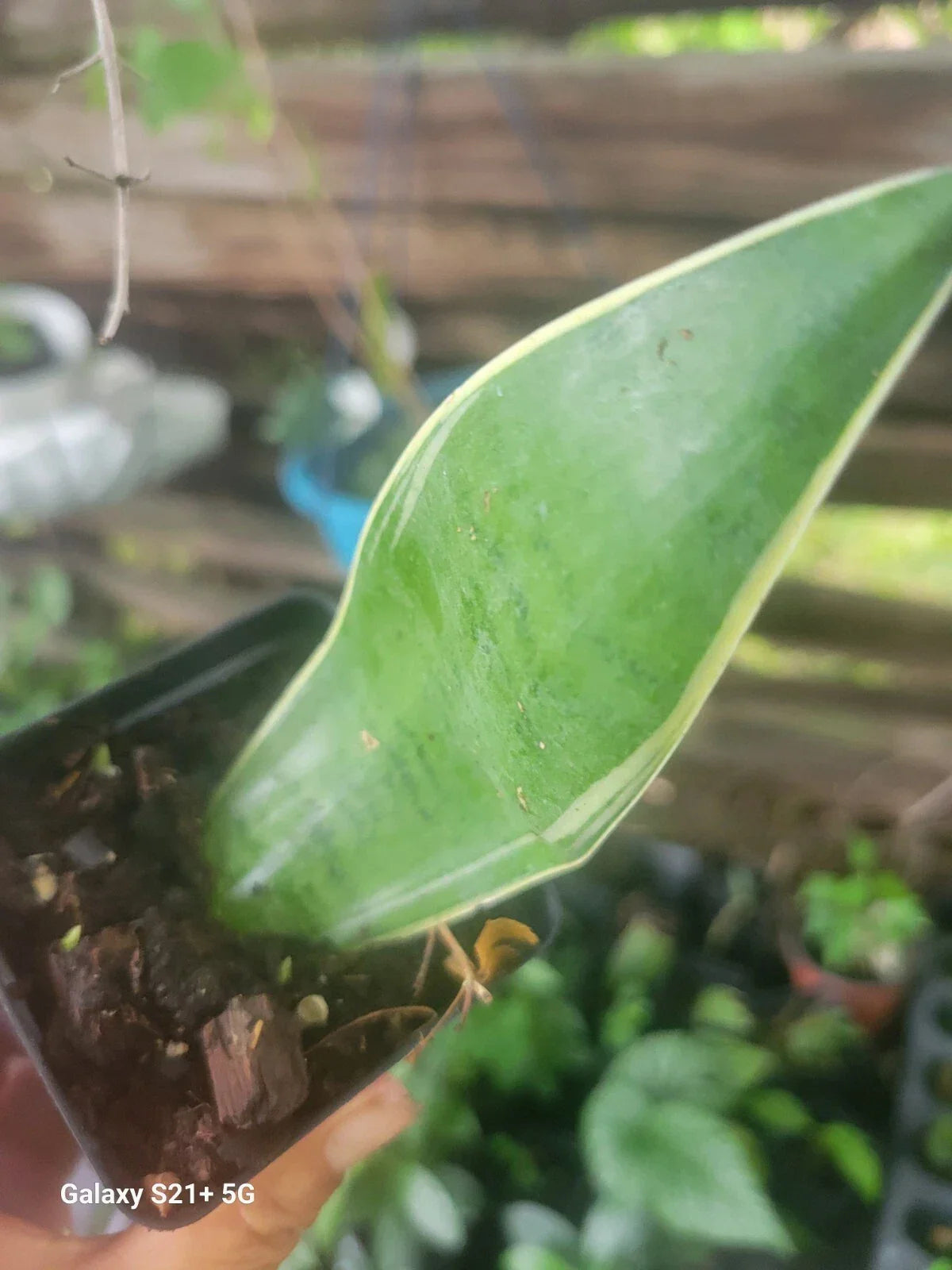Sansevieria Night Owl Plant - 6" Pot - Variegated Snake Plant - Sansevieria trifasciata 'Night Owl' - Air-Purifying Indoor Plant