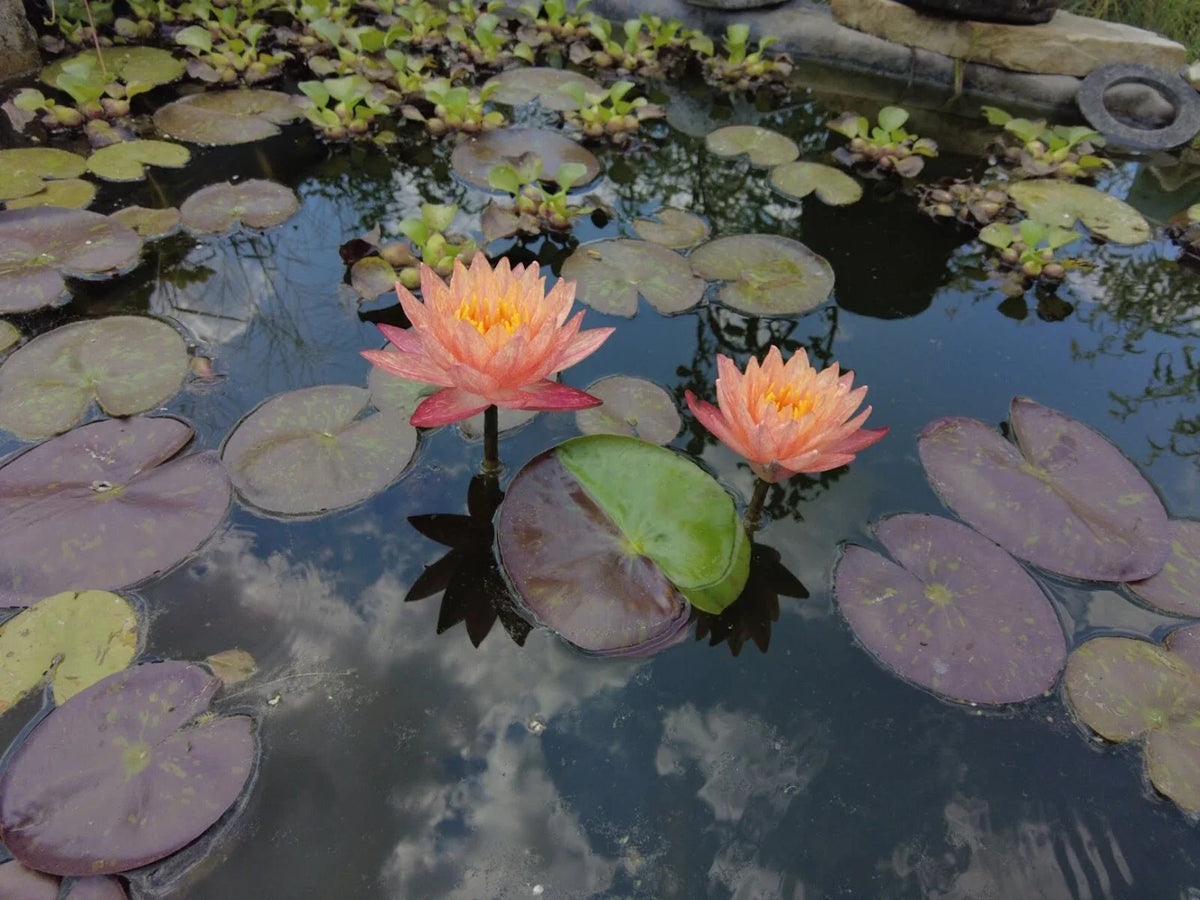 Hardy Water Lily Rhizome - Bare Root Pink & Yellow Multicolored - Nymphaea spp. - Rare Aquatic Plant for Ponds