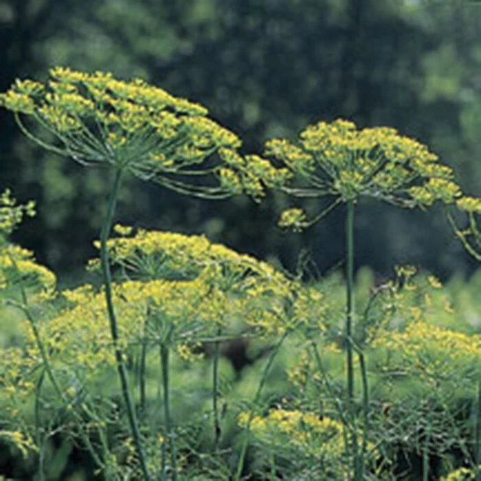 Mammoth Long Island Dill Seeds - Heirloom NON-GMO Anethum graveolens - Aromatic Culinary Herb for Gardening