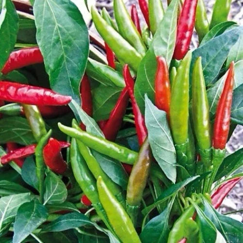 Thai Hot Pepper Seeds 50+ Heirloom Non-GMO Capsicum annuum for Spicy Dishes, USA Seller, Free Shipping