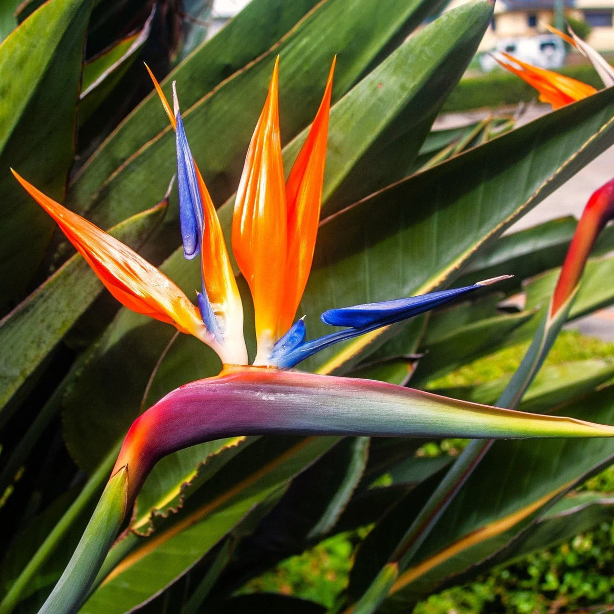 Birds of Paradise Seeds - Orange Blue Variety - Strelitzia Reginae for 2025 Planting - Tropical Garden Favorite
