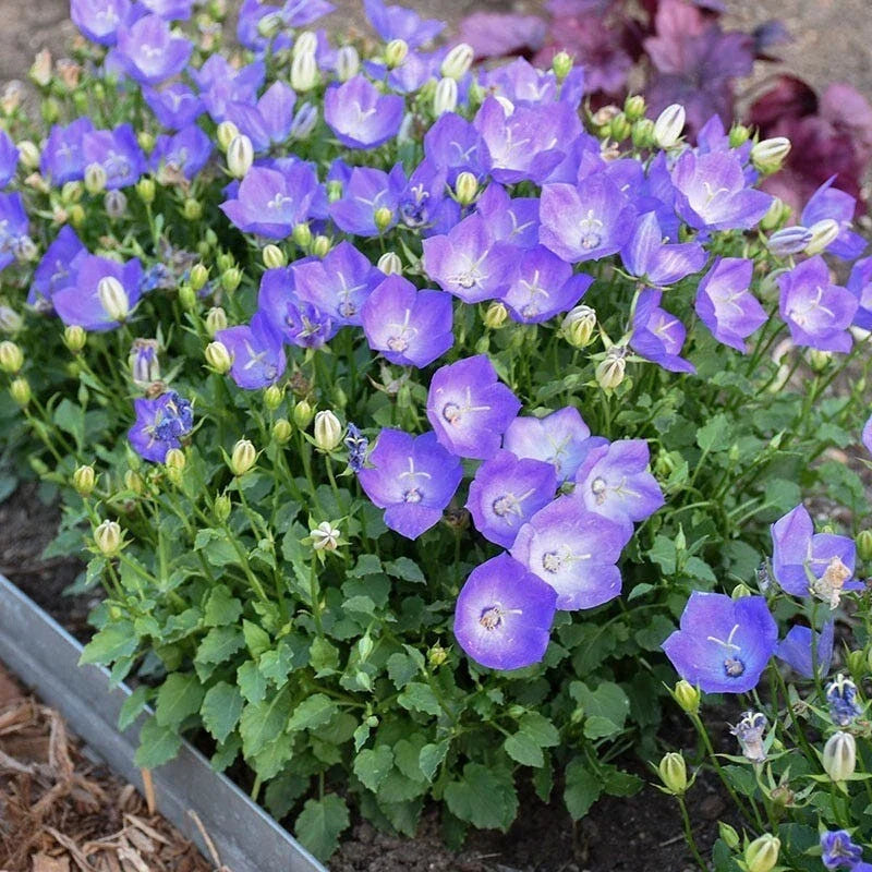 Campanula Bellflower Blue 2" Pot - Perennial Plant, Easy Bloom, Campanula carpatica, Vibrant Blue Flowers