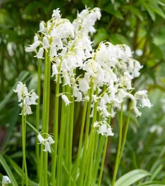 Spanish Whitebells Bulbs - 10 Pack - Spring Flowering Perennials - Hyacinthoides hispanica - Easy to Grow, Attracts Pollinators
