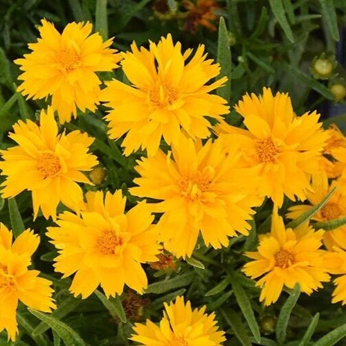 Coreopsis Seeds 15 Count 'Double the Sun' Bright Yellow Blooms Coreopsis grandiflora Perennial Garden Planting