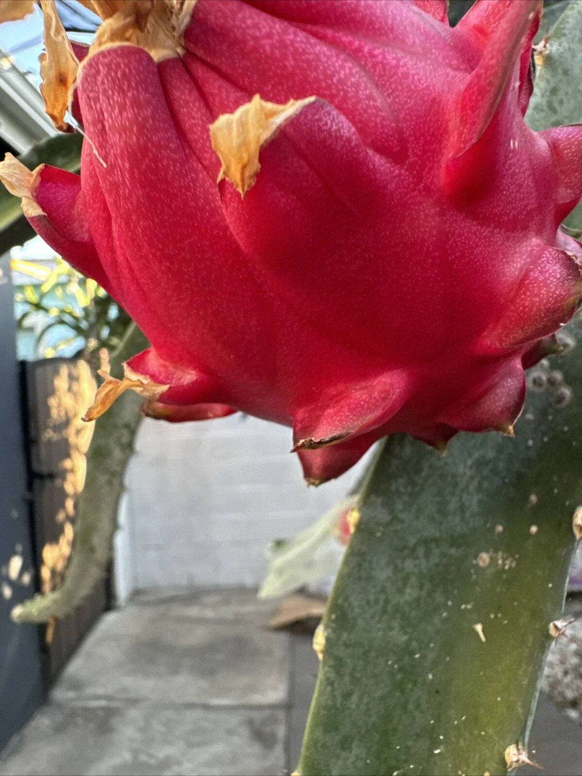 Dragon Fruit Cutting 12-18 Inches Orajona Hylocereus undatus - Exotic Cactus for Garden and Patio