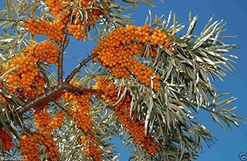 200 Seeds Sea Buckthorn, Edible Fruit Plant, Hippophae Rhamnoides, Hardy Perennial, Nutrient-Rich Berries for Gardens
