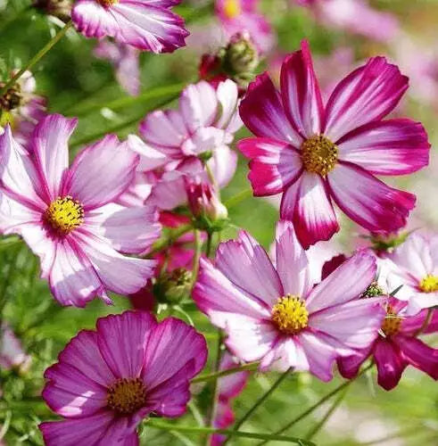 Cosmos Flower Seeds 100 Ct - Radiance Variety - Cosmos bipinnatus - Perfect for Cut Flowers - Non-GMO, USA Free Shipping