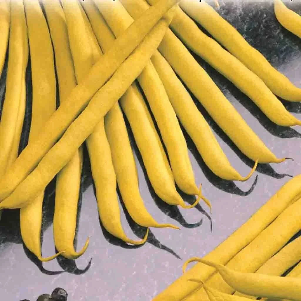 Golden Wax Bush Bean Seeds - Non-GMO, Heirloom, Stringless - Phaseolus vulgaris - High-Yield Vegetable Garden Seeds