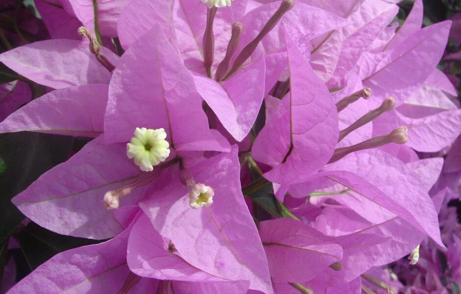 Bougainvillea Starter Plant - Bare Root Silhouette Variety - Bougainvillea spectabilis - Vibrant Colorful Blooms for Gardens