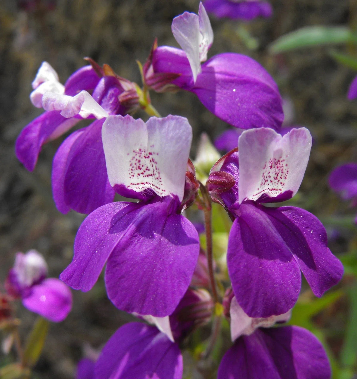 Collinsia Heterophylla Seeds - 2,000 Non-GMO Chinese Houses for Gardening - Purple & White Blooms - Easy to Grow