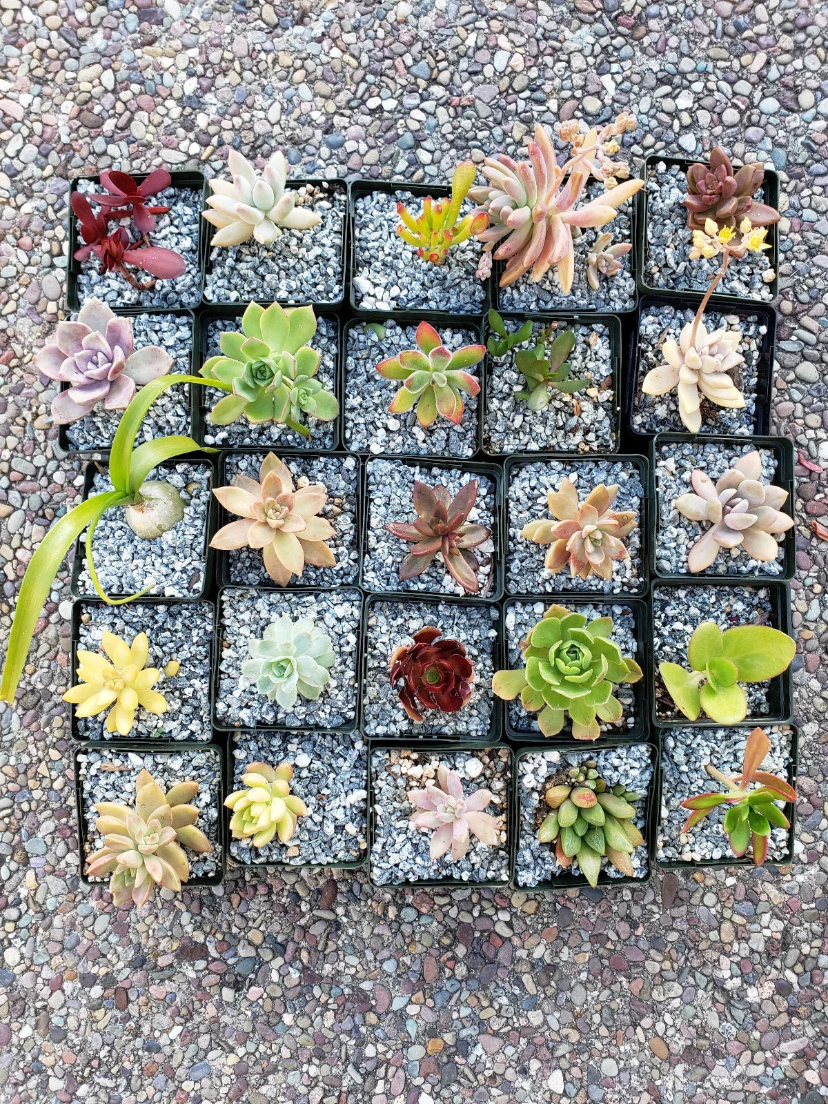 Set of 10 Assorted 2" Succulents for Wedding Decor & Floral Design - Mixed Species Succulent Plants