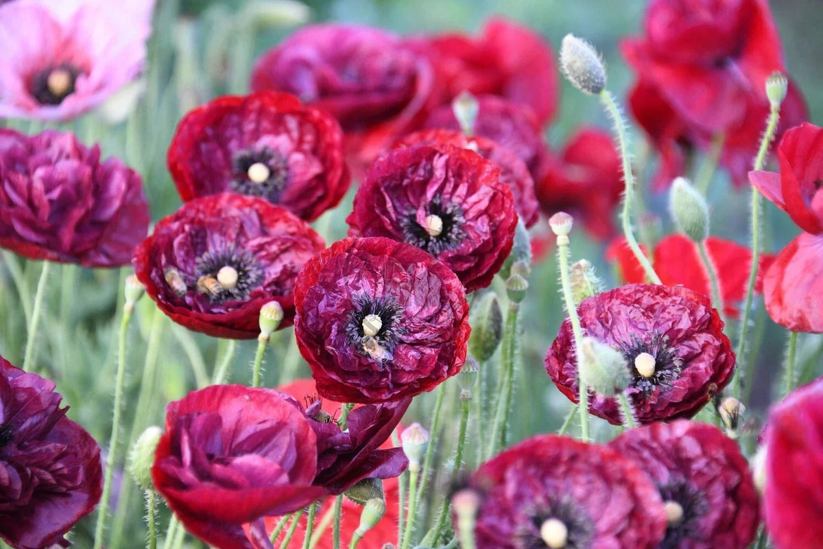Shirley Poppy Seeds Pack of 200 - Colorful Annual Garden Flowers - Papaver rhoeas - USA Grown, Non-GMO